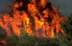 Лесные пожары в России: число погибших достигло 48 человек