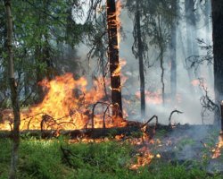 За сутки в Украине потушены 34 лесных пожара