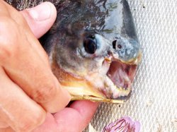  В украинских реках замечены рыбы-убийцы пираньи: металл перегрызают