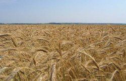 На мировых рынках резко подскочили цены на пшеницу 