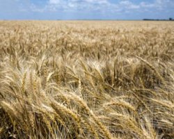 Экспорт зерна из Украины заблокирован
