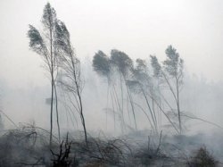 Убытки от пожаров в России оценили в 15 млрд. долл