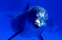Жара привела к гибели дельфинов под Севастополем