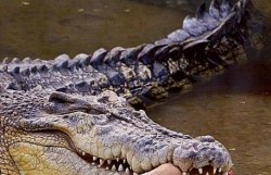 В Ялте крокодил откусил два пальца маленькому ребенку