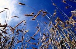 Международный совет по зерну ожидает снижения урожая пшеницы