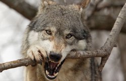 В Одесском зоопарке волки искусали 6-летнюю россиянку