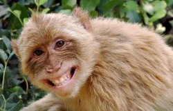 На поимку агрессивной обезьяны в Японии брошены 200 человек