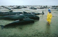 В Новой Зеландии на сушу выбросились более 70 китов