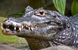 Из заповедника в Мексике сбежали около 300 крокодилов