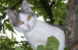 В Бельгии одобрена всеобщая стерилизация котов и кошек