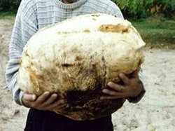 На Черниговщине нашли гриб весом 6,6 кг