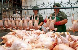 Россия к 2012 году превратится из импортера в экспортера курятины
