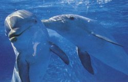 Президента просят разрешить дельфинам подавать иски в суд