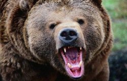 В Японии нашествие медведей: более 100 пострадавших