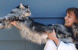 В Книгу Гиннеса попал 123-сантиметровый кот