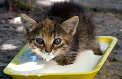 Ученые выяснили, как кошки лакают воду