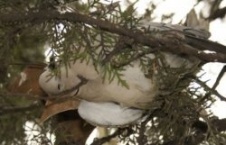 В Канаде произошел очередной случай массовой гибели птиц