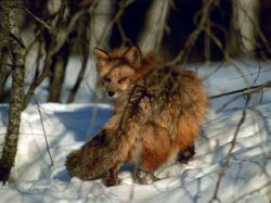 В Белоруссии лиса подстрелила охотника и сбежала