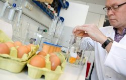 В Германии найден еще один производитель комбикорма с диоксином