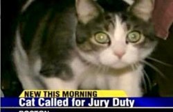 В США кота по ошибке вызвали в суд