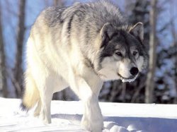 В Якутии началась охота на гигантскую волчью стаю