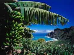 Крупнейший поставщик фруктов в РФ получит в управление больше половины банановых плантаций Венесуэлы