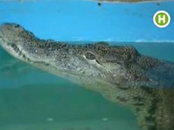 В Днепропетровске крокодил Гена, съевший телефон Nokia, месяц страдает запором