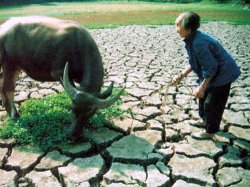 Шесть провинций КНР страдают от самой сильной за последние 60 лет засухи