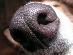 Ученые доказали способность собак вынюхивать рак кишечника