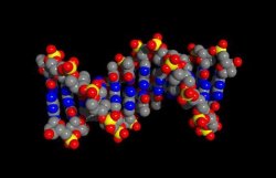 Возбудители гонореи содержат в себе фрагменты человеческой ДНК