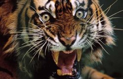 Малазийка отбилась от разъяренного тигра половником