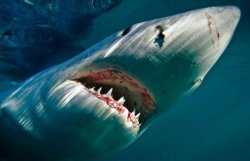 У берегов Австралии акула убила человека 