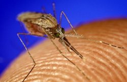 В Николаеве выявили еще два случая тропической малярии