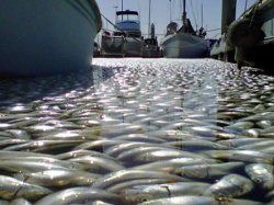 Миллионы дохлых рыб всплыли в бухте Калифорнии 