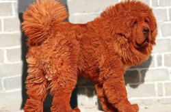 Китаец купил собаку за полтора миллиона долларов
