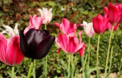 В Крыму пройдет карнавал тюльпанов