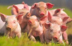 Китайцы предложили пересаживать людям органы клонированных свиней