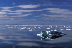 Ученые: Северный Ледовитый океан становится более пресным