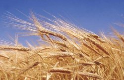 Трейдеров хотят заставить финансировать выращивание зерна