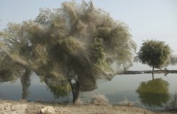Деревья в Пакистане полностью оплетены паутиной после наводнения