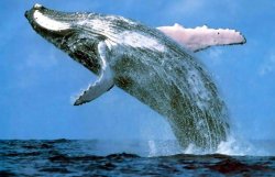 Ученые: горбатые киты создают свои популярные «хиты»