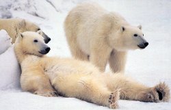 Россия отказалась от охоты на белых медведей 