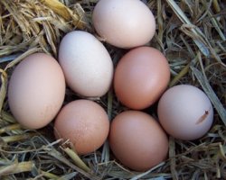 АМКУ обязал 40 птицефабрик не повышать цены на яйца перед Пасхой
