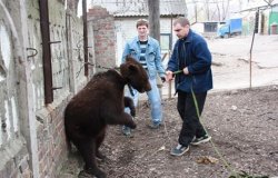 В Луганске на улице поймали медведя 