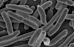 Бактерии могут размножаться при огромной гравитации, - ученые 