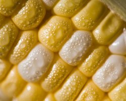 Украина отменила квотирование экспорта кукурузы