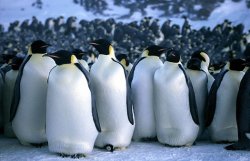 Ученые выяснили как пингвины греются в толпе 