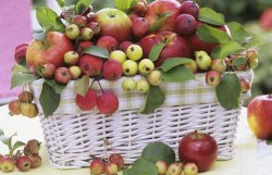 Ежедневное употребление яблок поможет сохранить мышцы в тонусе