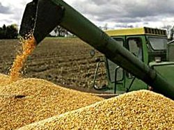 В Украине ввели пошлины на экспорт зерновых: потери аграриев 6 млрд
