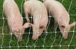 В России могут запретить гражданам держать свиней 